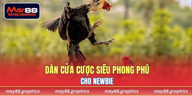 Dàn cửa cược siêu phong phú cho newbie