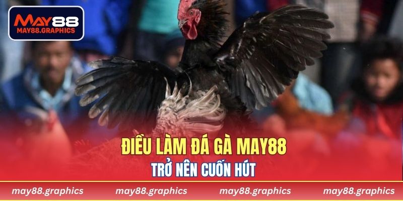 Điều làm Đá Gà MAY88 trở nên cuốn hút