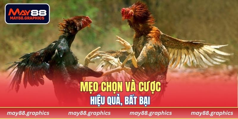 Mẹo chọn và cược hiệu quả, bất bại